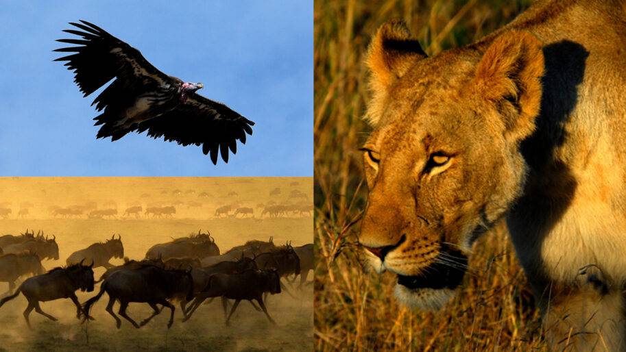 Drömmen om Serengeti  Anders Hansers 30årsjubileumsbildspel